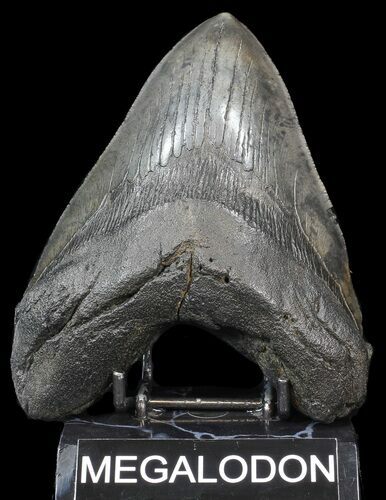 Huge, Megalodon Tooth - South Carolina #43017